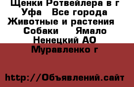 Щенки Ротвейлера в г.Уфа - Все города Животные и растения » Собаки   . Ямало-Ненецкий АО,Муравленко г.